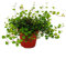Exotenherz - Zimmerpflanze - Mühlenbeckia complexa - Kiwi-Knöterich - 12cm Topf
