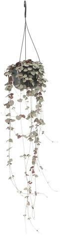 La Green Touch - Grand Ceropegia Woodii - chaîne de coeurs - Plante d'intérieur - Pot 14cm, Hauteur 50 cm