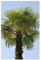 RP Seeds Phoenix dactylifera (Date Palm) - 10 Seeds