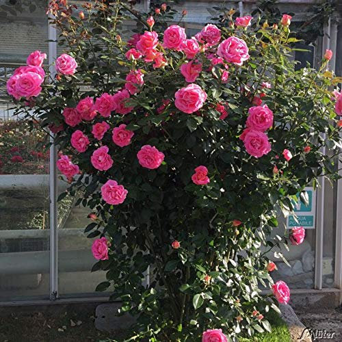Kletterrose Parfum Royal Climbing in Pink - Kletter-Rose sehr stark duftend - Pflanze für Rankhilfe im 5 Liter Container von Garten Schlüter - Pflanzen in Top Qualität