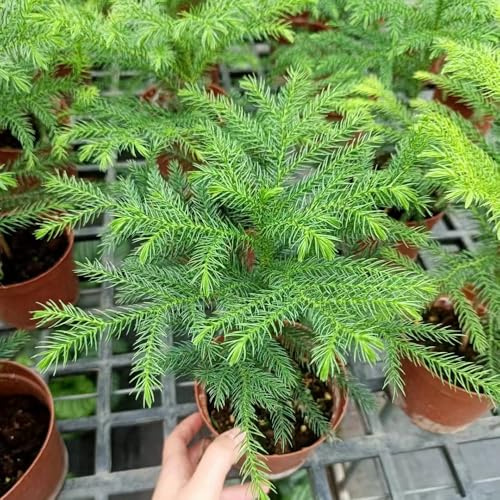 semillas de araucaria para decorar paredes semillas de balcón, resistentes bonsái resistentes al invierno para 200pcs