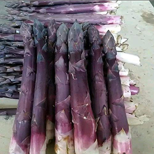 Racines d'asperges - Couronne de racines nues biologiques résistantes au froid - Légumes délicieux - Fleurs de décorations de bonsaï/Plantes en pot/Fleurs d'embellissement de jardin (3, violet)