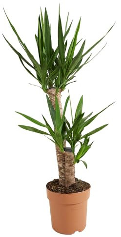 Bloomique - Yucca Elephantipes - Yucca Palme - Palmlilie - Zimmerpflanzen - Pflegeleicht - Luftreinigend - Höhe 80-100 cm - Topf 21 cm