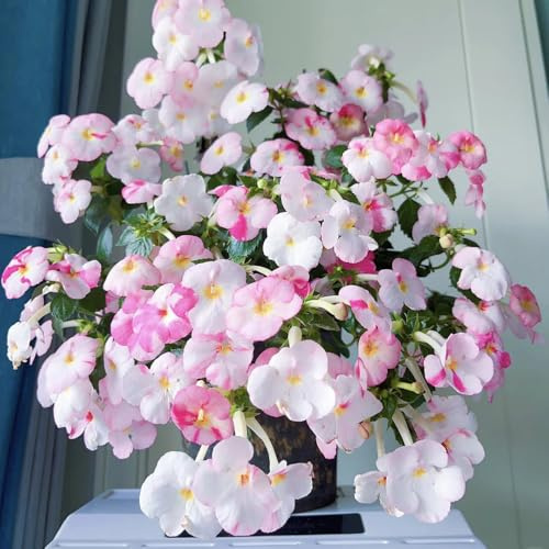 semi di achimenes, giardino, Achimenes resistenti in vaso luoghi soleggiati perenne resistente tappezzante 130pcs