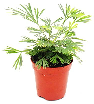Exotenherz - Mini plante - Actiniopteris australis - Fougère de palmier - Idéal pour les petits bols et pots - Baby Plante dans un pot de 5,5 cm