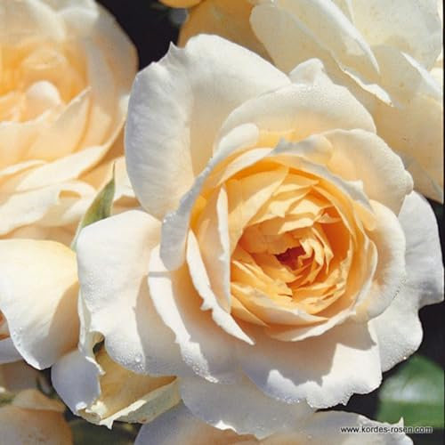 2 x Rosier - Rosa 'Lions - Rosier' pot 25-30 cm - Le rosier à floraison abondante de la série Feerique