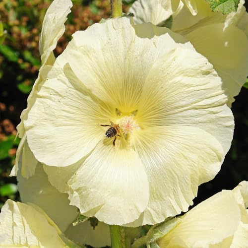 malvas, malva real - de primavera, resistentes en semillas de malva real balcón en ornamentales lugares soleados balcón cortadas 450semillas