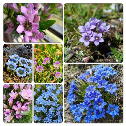 genciana silvestres balcón semillas jardín de interior semillas Cubresuelos resistentes jardín 550pcs