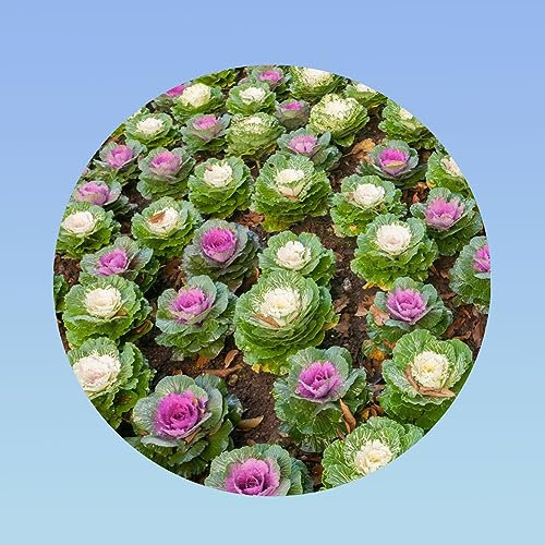 Planète graines - sachet de 40 graines chou ornement varié -fleur