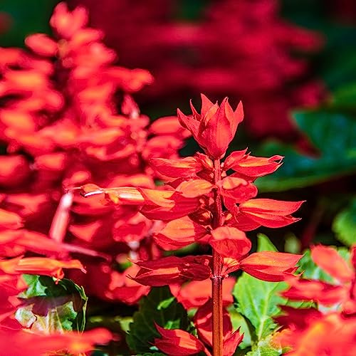Semi di salvia - semi di selvatiche per giardinieri aromatiche da giardino vecchie varietà resistenti per giardini rocciosi luoghi soleggiati esotico raro 650pcs