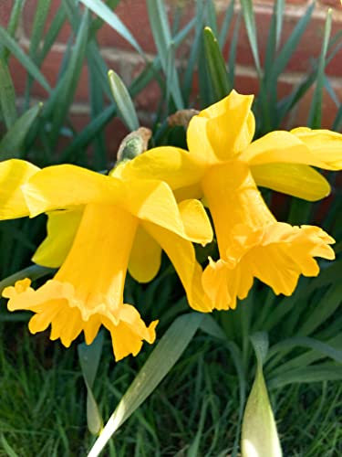 50 Bulbs of Daffodil (King Alfred) Includes Postage