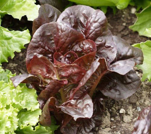 Super Red Romaine graines de laitue 500, 1000, 2000, 5000 croustillants en vrac Heirloom