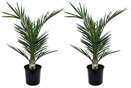 Plant in a Box - Phoenix Canariensis - Hauteur 50-60cm - Set de 2 - Palmier des Canaries - palmier exterieur resistant - Pot 15cm