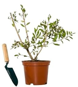 Callistemon Arbusto Natural Planta de Exterior Resistente