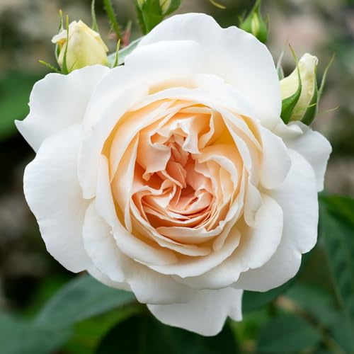 YouGarden Harkness Roses 'Penny Lane' ® Climbing Rose in 4 Litre Pot
