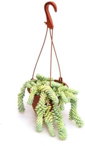 Sedum Burrito colgante, 20-25 cm. Cola de burro. Planta natural suculenta colgante con hojas carnosas verdes en forma de bolitas; fácil de cuidar. Segura Garden.