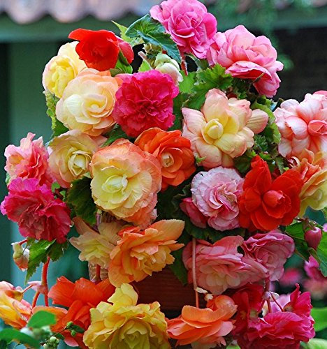 Pack x3 Trailing Begonia 'Splendide Mixed' WPC Prins Quality Bulbs/Tubers