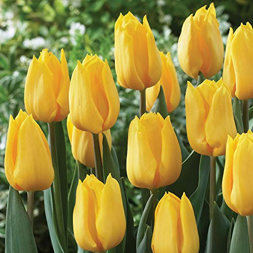 Tulip Bulbs Tulipa Triumph Yellow Flight Hardy Bright Yellow Flowers Stunning Cut Flower Low Maintenance Plant 8 Bulbs by Thompson and Morgan