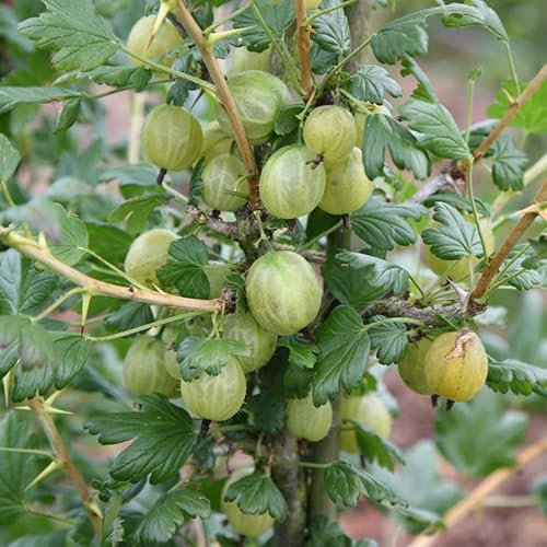 Plant Theory Gooseberry Invicta Fruit Bush Ribes Fruiting Berry Shrub Plant Bare Root