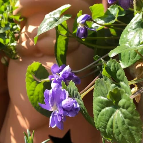 winterharte duftveilchen samen, küchenkräuter samen, seltene pflanzen, blumen deko kräuter samen, bonsai samen, gartendeko für draußen heilkräuter samen, blumensamen balkon bodendecker 75pcs