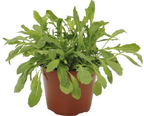 Bio Rucola Pflanze Salatrauke, Diplotaxis tenuifolia, 2 Stück, Winterhart, für Garten