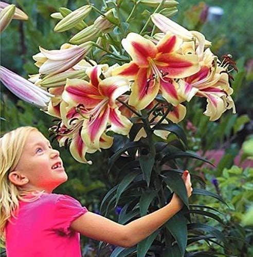 Lis géant 'Robert Swanson' - vivace