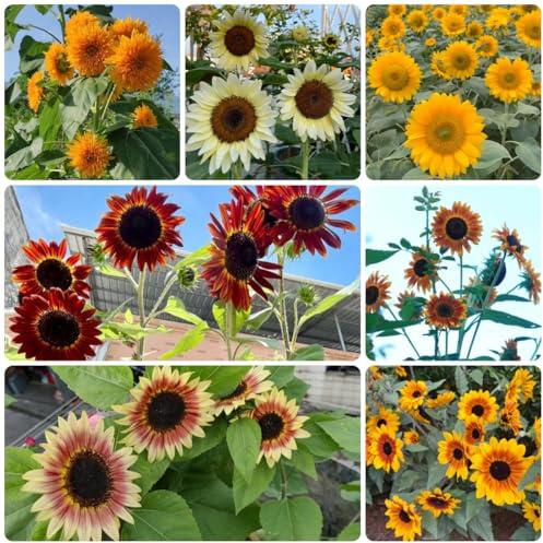 semillas de girasol, girasoles, perennes comprar de girasol decorativas resistentes para balcón de primavera, 1000pcs