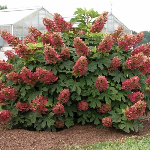 Hydrangea quercifolia 'Ruby Slippers' - Colour-Changing Blooms, Hardy Oak-Leaved Hydrangea for Borders – 1x 3 Litre Potted Plant by Thompson & Morgan