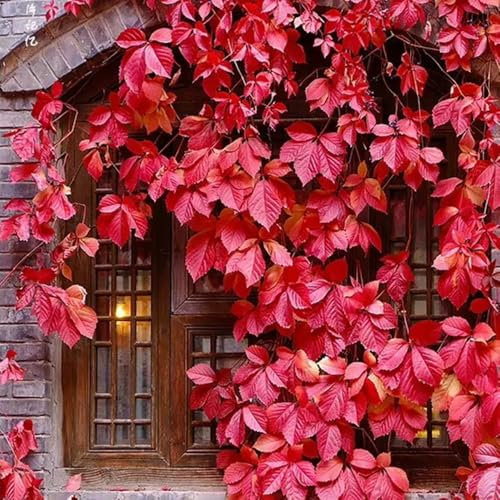 200 pcs Wilder Wein Pflanze Winterhart Samen - steingartenpflanzen winterhart Parthenocissus tricuspidata Samen, kletterpflanzen winterhart mehrjährig exotische pflanzen winterhart