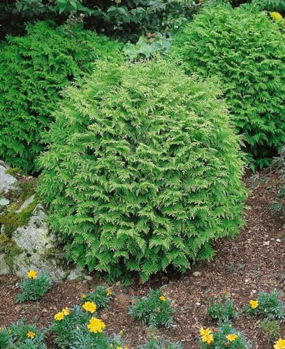 Chamaecyparis lawsoniana 'Globosa' 25–30 cm – Immergrün, Winterhart, Pflegeleicht – Kugel-Scheinzypresse – Kübelpflanze für Terrasse & Beet