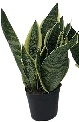 Italy Green Life - Sansevieria Superba, una pianta con Vaso Ø 12 cm dall'Altezza di circa 35 cm. Sanseveria Pianta Vera, Piante da Interno Sempre Verdi, Piante Vere da Esterno, Regali per la Casa