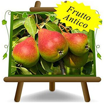 poirier poires belle de juin plante fruitière vieux sur un pot de 26 max 200 cm - 4 ans