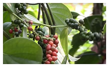 Pcs - 10x Poivre Noir Plante Grimpante Jardin Plantes - Graines ID1022 - Seeds & Plants Shop by Ipsa