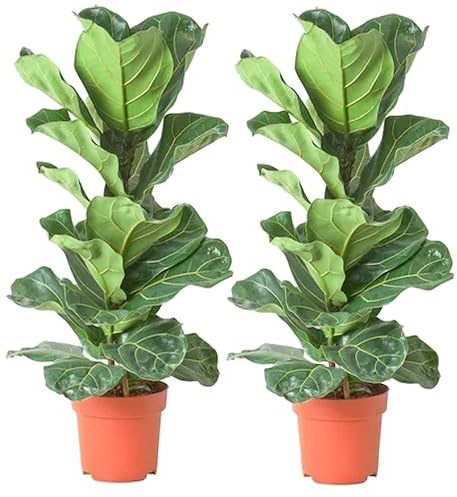 Higuera Hoja de Violín Plantas Naturales Pack de 2 Unidades Plantas de Interior