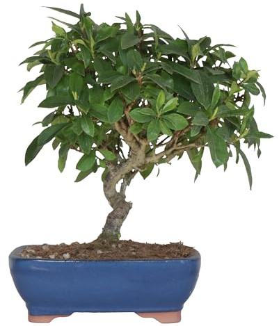 KENTIS - Bonsai di Gardenia Augusta Jasminoides - Piante Vere Giapponesi - Pianta Fiorita da Interno ed Esterno - H 35-40 cm Vaso in Ceramica 21 cm