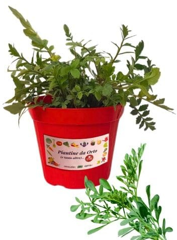 P. Piantine da Orto | Ruta, Pianta in Vaso Diametro 14 cm, Pianta Pronta per il Trapianto, Pianta Vera da Esterno, Piantina Aromatica per Balcone o Terrazzo, Vivaio Italiano