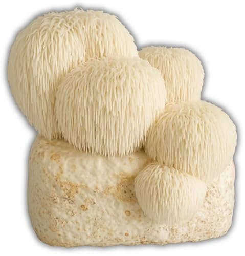 Hawlik Pilzbrut Kit de culture de champignons pour Lion's Mane/Hericium erinaceus - Culture de champignons bio pour une culture facile à la maison - Kit de culture de champignons à épines de hérisson