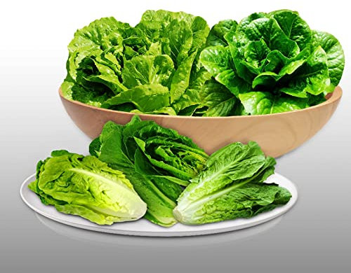 Lot de 1500 graines à semer - Le Grenier d'Abondance - Fan de Laitues Romaine - 3 variétés