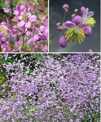 Lavender Mist Seeds | Thalictrum Rochebrunianum | 15+ Seeds