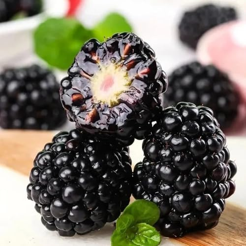 Semi di mora, Rubus fruticosus, comprare da frutto resistenti per balconi da frutto colonnari 400pcs