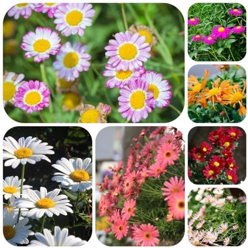 semillas de piretro cinerariifolium, resistentes para jardín Decoración de jardín para exteriores, alfombra, semillas 100pcs