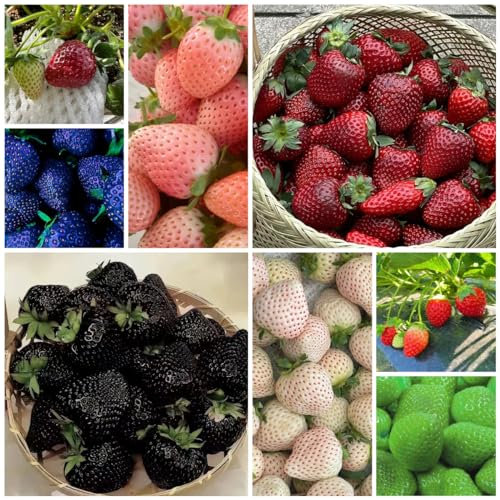 50 pcs erdbeeren samen mehrjährig, erdbeer erdbeersamen blumensamen hochbeet hängeerdbeeren pflanzen für garten bio saatgut winterharte kübelpflanzen bonsai baum echt säulenobst geschenke