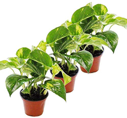 Lot de 3 Efeutute - Scindapsus - Epipremnum - pot 12cm