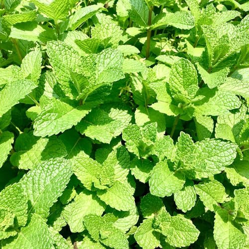 1000 pcs marokkanische minze samen - Mentha spicata - heilkräuter samen biosaatgut gartenpflanzen mehrjährige blumen winterhart kräuterbeet samen geschenk balkon samen hochbeet bodendecker