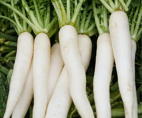 100 graines de radis blanc