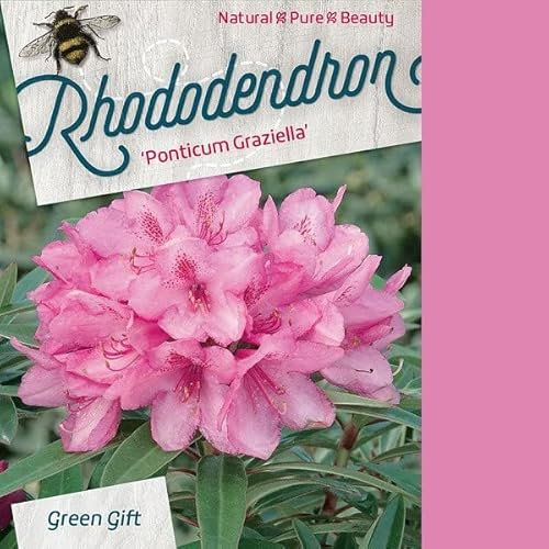 Rhododendron ponticum 'Graziella' 40-50 cm pot | Espèce vigoureuse persistante, floraison violette, parfait haie & jardin ombragé