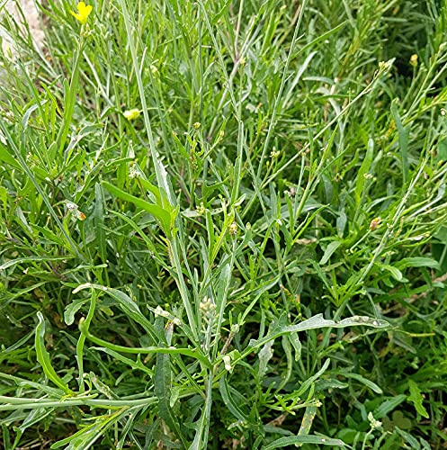 Earthcare Seeds Wild Arugula 1000 Seeds (Diplotaxis tenuifolia) Heirloom - Non GMO