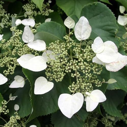 Hortensia 'Mariesii Grandiflora' – Hydrangea macrophylla 'Mariesii Grandiflora' 25-30 cm pot | Arbuste vigoureux, grandes fleurs blanches, idéal jardin classique