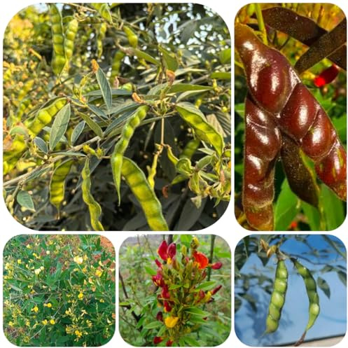 comprar semillas de frijol arbustivo interior judías balcón invernadero, raras variedades antiguas frijol 55pcs