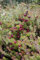 Vaccinium macrocarpon 'Pilgrim' 15-20 cm - Cranberry, rote Beeren, Erntezeit September-November, ideal für Moorbeete, winterhart, bienenfreundlich